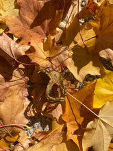 Lade das Bild in den Galerie-Viewer, Octie Brownie
